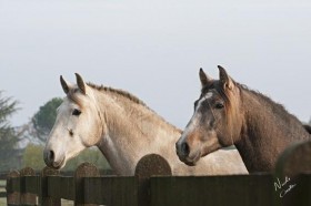 La curiosità è cavallo - Cascina Giardino