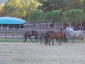 Pensione per Cavalli - Cascina Giardino